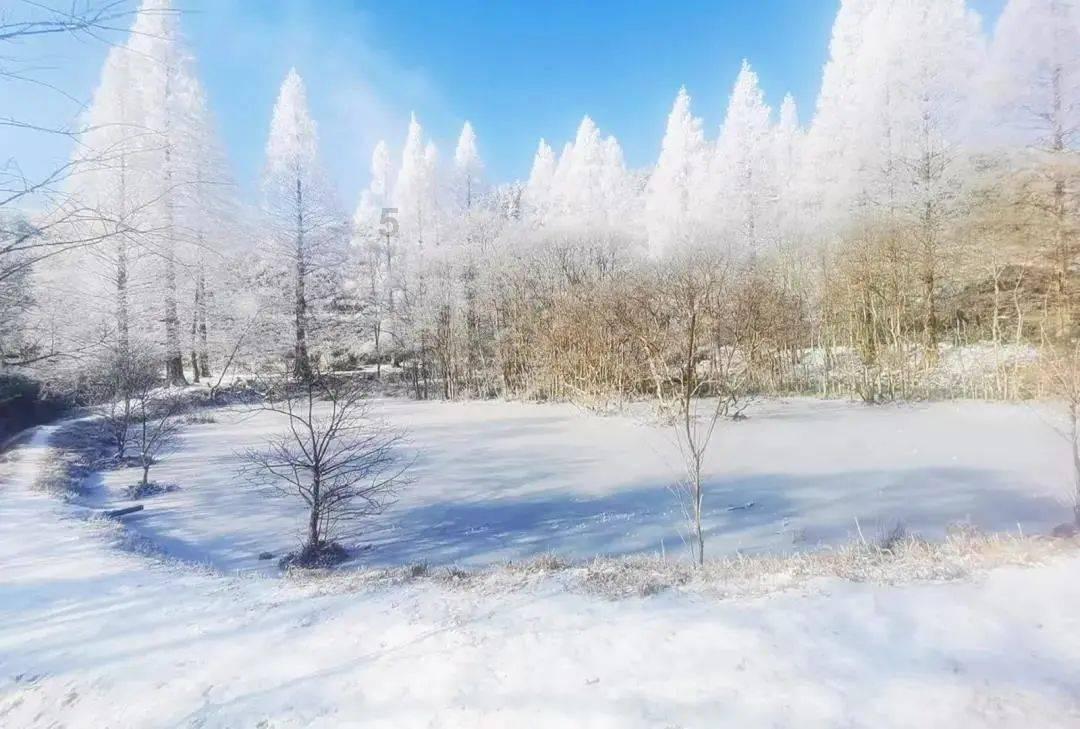 虫虫助手下载